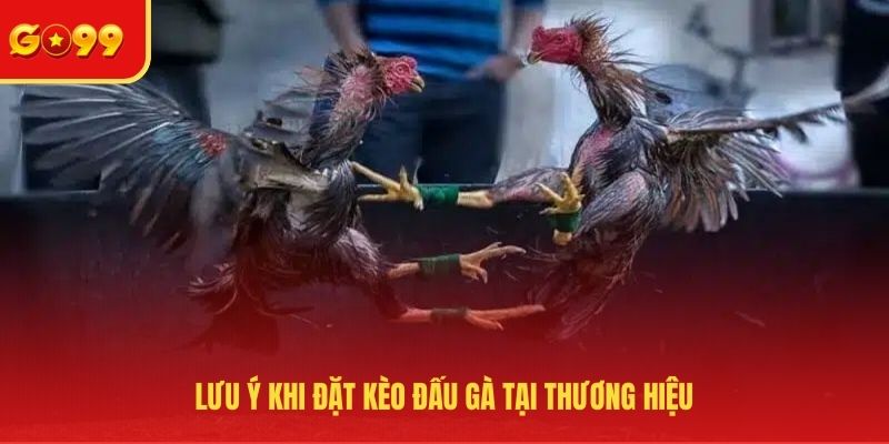 Lưu ý khi đặt kèo đấu gà tại thương hiệu